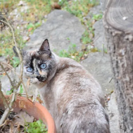 Oda ve Kahvaltı Domaine De La Cote Aux Chats Montieramey