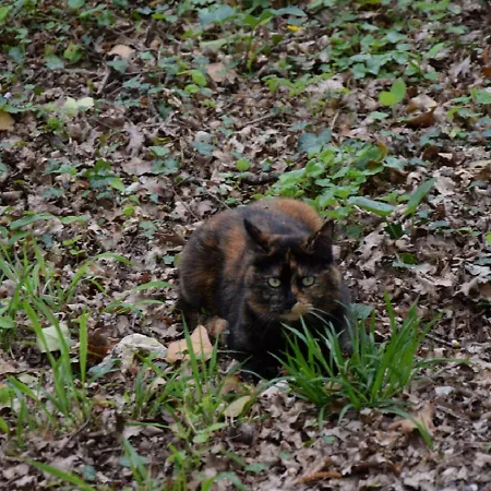 Domaine De La Cote Aux Chats Oda ve Kahvaltı Montieramey