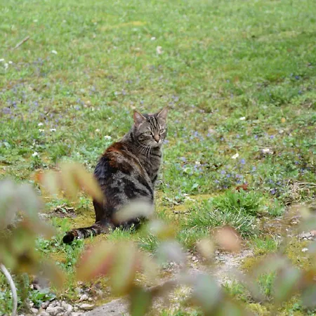 Domaine De La Cote Aux Chats Frühstückspension 3*